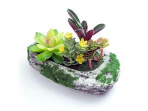 ® Decorve Plastic Artificial Succulent Greenery Bonsai Plants ® Decorve Plastic Artificial Succulent Greenery Bonsai Plants