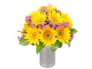 Sunflowerguy - Colors of Spring - Sunflowers & Waxflowers Sunflowerguy - Colors of Spring - Sunflowers & Waxflowers