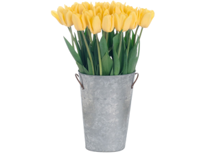 Stargazer Barn - 30 Yellow Tulips Stargazer Barn - 30 Yellow Tulips