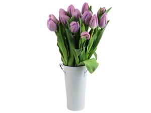 Stargazer Barn -15 Purple Tulips Stargazer Barn -15 Purple Tulips