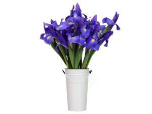 Stargazer Barn - Starlight - 20 Telstar Iris Stargazer Barn - Starlight - 20 Telstar Iris