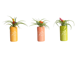 LiveTrends Birds of Paradise - set of 3 LiveTrends Birds of Paradise - set of 3