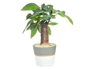 Petite Ficus Bonsai in 475 In Ceramic