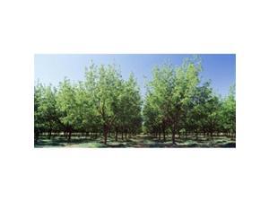 Panoramic Images PPI67590L USA New Mexico Tularosa pecan trees Poster Print by Panoramic Images - 36 x 12 Panoramic Images PPI67590L USA New Mexico Tularosa pecan trees Poster Print by Panoramic Images - 36 x 12