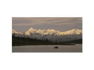 Panoramic Images PPI67383L Moose standing on a frozen lake Wonder Lake Denali National Park Alaska USA Poster Print by Panoramic Images - 36 x 12 Panoramic Images PPI67383L Moose standing on a frozen lake Wonder Lake Denali National Park Alaska USA Poster Print by Panoramic Images - 36 x 12