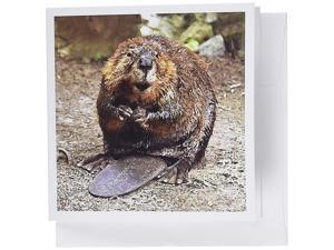 3dRose Beaver - Greeting Cards, 6 x 6 inches, set of 12 (gc_4660_2) 3dRose Beaver - Greeting Cards, 6 x 6 inches, set of 12 (gc_4660_2)