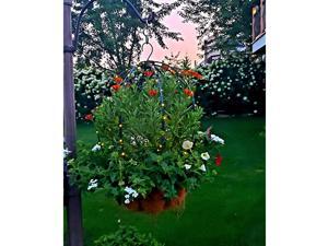 Trellis Topiary Frame and IndoorOutdoor Solar LED String Lights with a Battery Backup 1 Green 1 Set Warm White Solar Lights Trellis Topiary Frame and IndoorOutdoor Solar LED String Lights with a Battery Backup 1 Green 1 Set Warm White Solar Lights