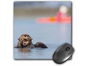 3D Rose"Usa California. Sea Otter Preening In Elkhorn Slough On Monterey Bay." Matte Finish Mouse Pad - 8 X 8" - Mp_206114_1