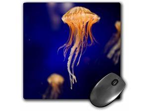 8 X 8 X 0.25 Inches Mouse Pad, Sea Nettle, Monterey Bay Aquarium, California (Mp_88462_1)