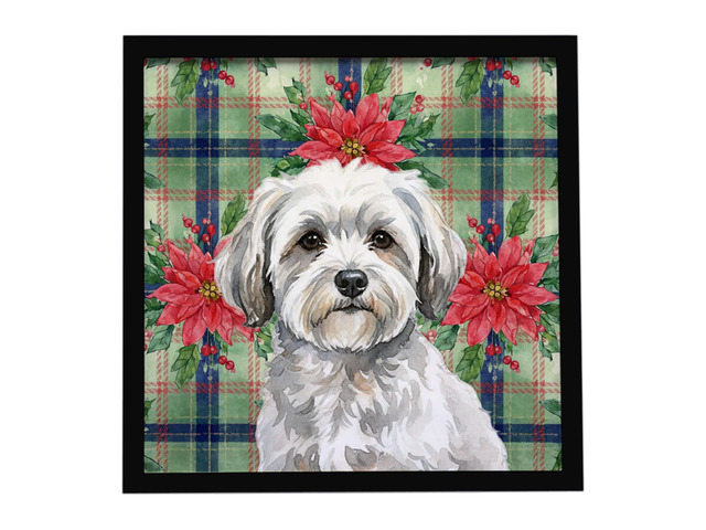 White with Gray Coton de Tulear Christmas PoinsettIas Framed Metal Print Bathroom, Kitchen, Office, Home Decor Wall Art Ready to Hang, Square, 8X8