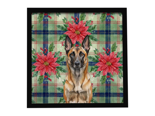 Belgian Malinois Christmas PoinsettIas Framed Metal Print Bathroom, Kitchen, Office, Home Decor Wall Art Ready to Hang, Square, 8X8