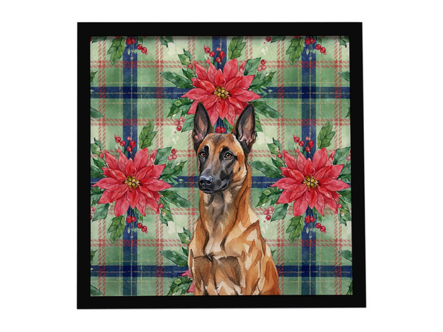 Mahogany Belgian Malinois Christmas PoinsettIas Framed Metal Print Bathroom, Kitchen, Office, Home Decor Wall Art Ready to Hang, Square, 8X8