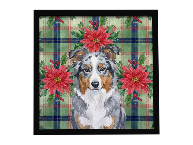 Blue Merle American Shepherd Christmas PoinsettIas Framed Metal Print Bathroom, Kitchen, Office, Home Decor Wall Art Ready to Hang, Square, 8X8