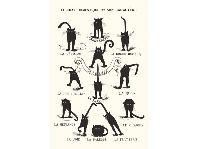 Le Chat Domestique Poster Print Black Cats Poster Print (22 x 34)