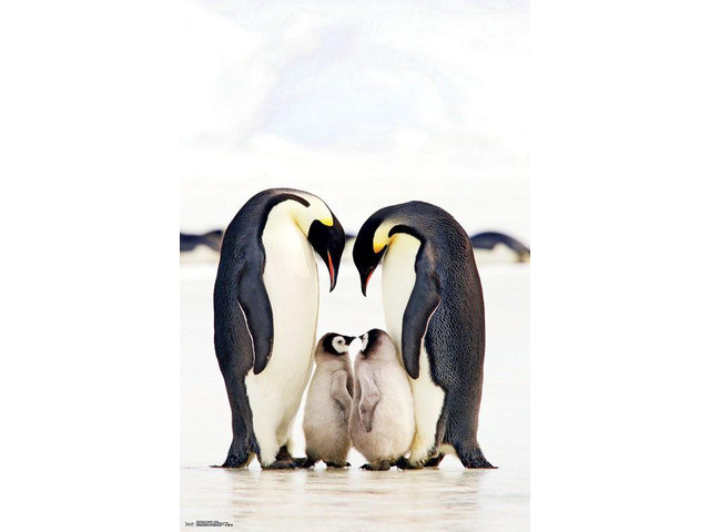 Emperor Penguins - Group Poster Print (22 x 34)