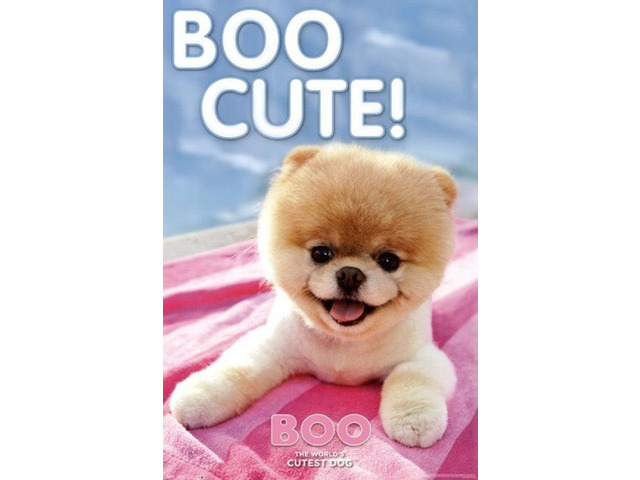 Boo - Poolside Poster Print (24 x 36)