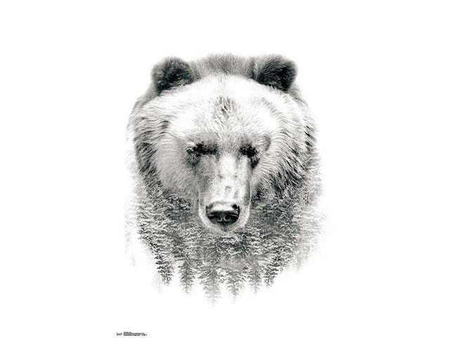 Bear - Trees Poster Print (22 x 34)