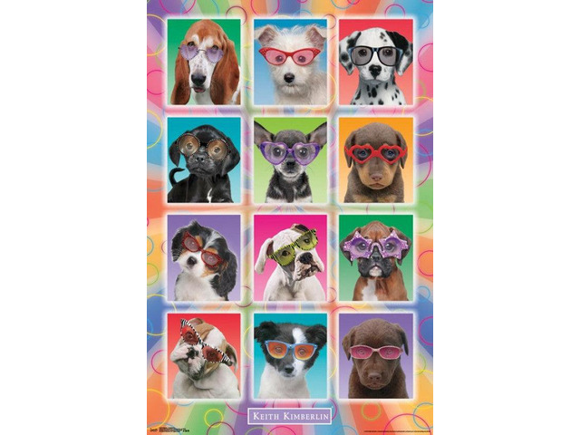 Puppies - Sunglasses Poster Print (22 x 34)