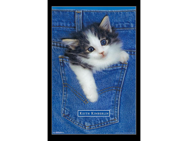 Kitten - Pocket Poster Print (22 x 34)