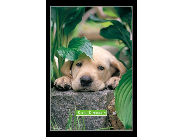 Puppy - Lazy Days Poster Print (22 x 34)