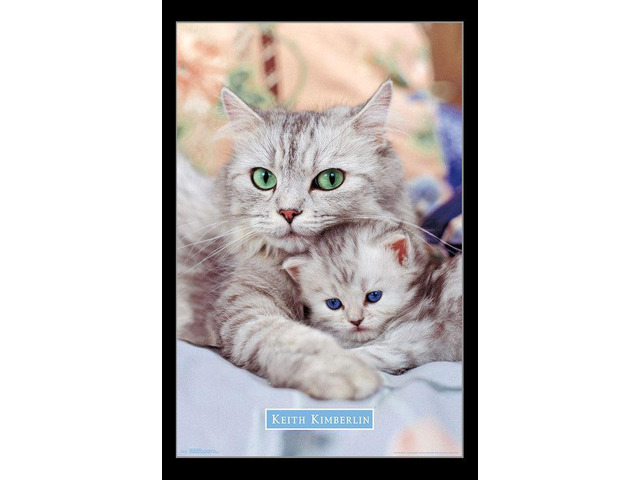 Kitten - Momma Poster Print (22 x 34)
