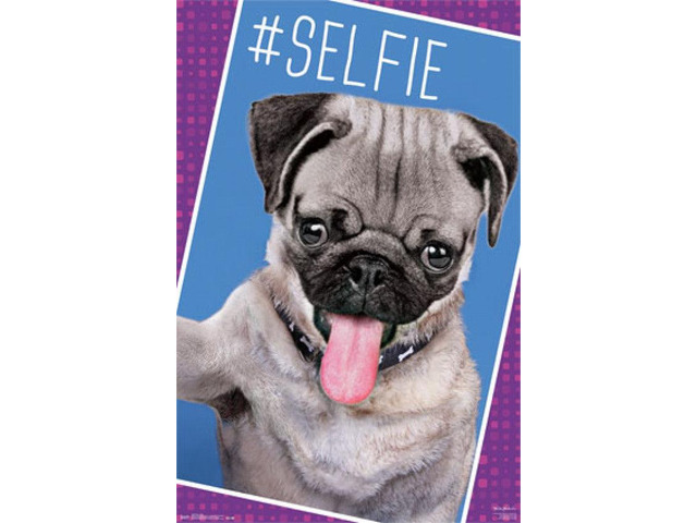 Pug - Selfie Poster Print (24 x 36)