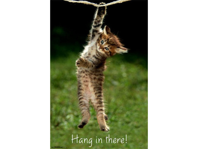 Kitten - Hang in There Poster Print (22 x 34)