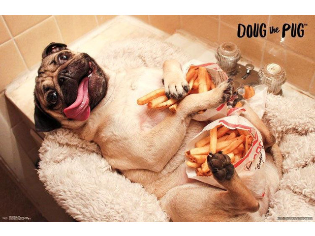 Dug The Pug - Fries Poster Print (34 x 22)