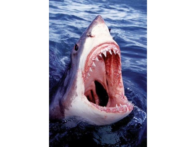 Great White Shark Poster Print (36 x 24)