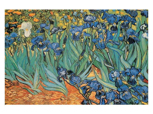 Irises, Saint-Remy, c.1889 - Vincent Van Gogh Poster Print (34 x 22)