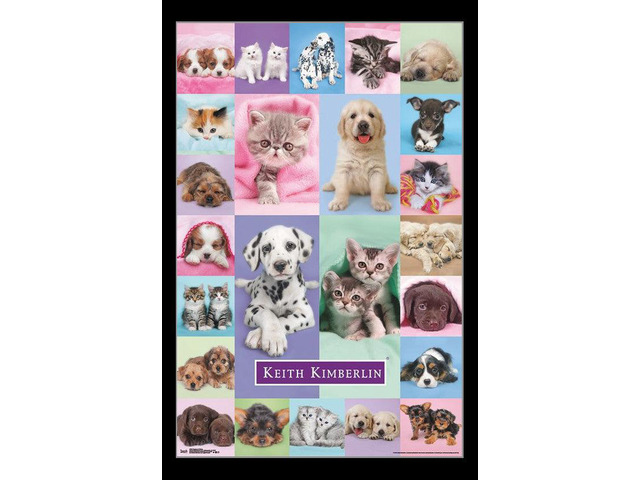 Puppies & Kittens Poster Print (22 x 34)