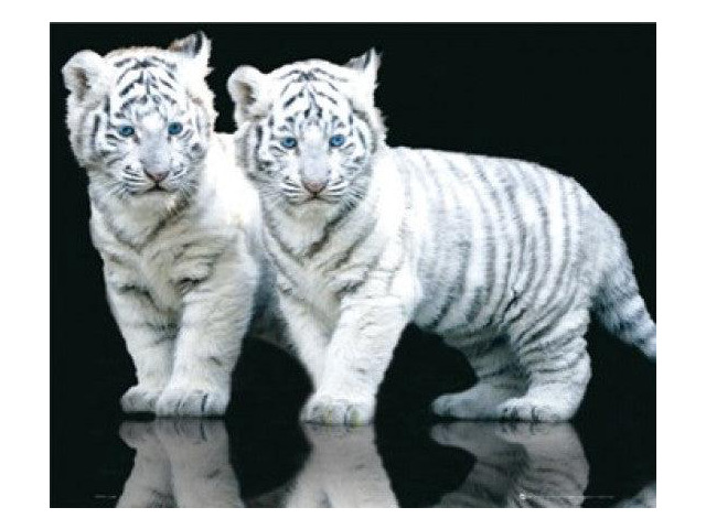 White Tiger Cubs Poster Print (20 X 16)