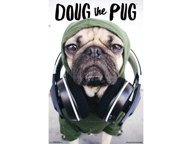 Dug The Pug - Headphones Poster Print (22 x 34)