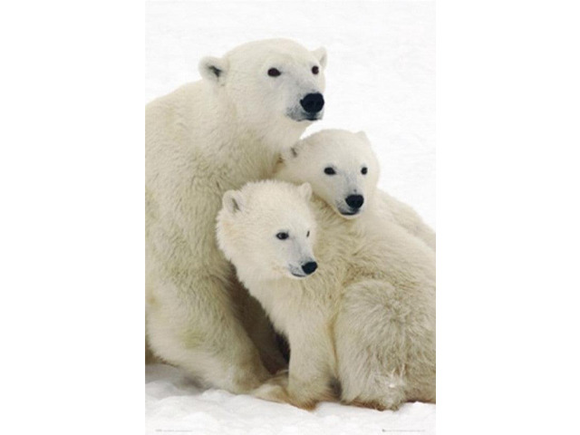 Polar Bear And Cubs Poster Print (22 x 34)