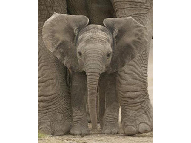 Big Ears Baby Elephant Poster Print (16 X 20)