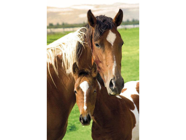 Horses Mare And Foal Poster Print (22 x 34)
