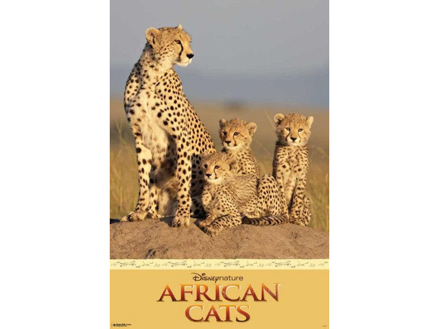 Disney Nature Cheetah Poster (24 x 36)