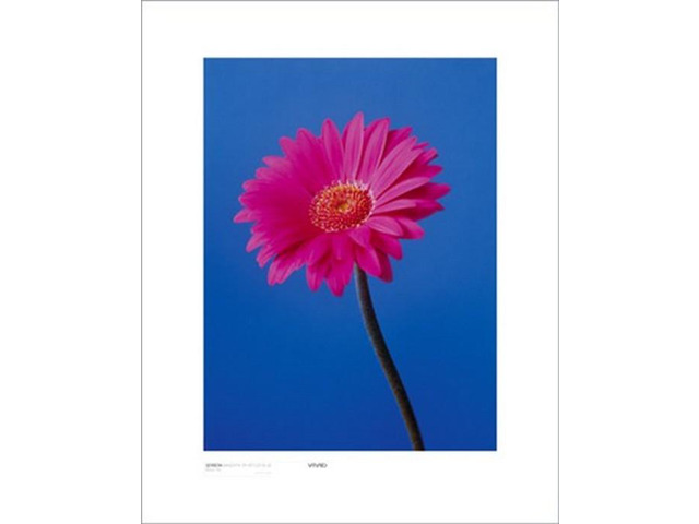 Gerbera, Magenta On Reflex Blu - Masao Ota Poster Print (16 x 20)