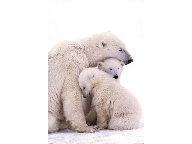 Polar Bear Family Poster Print 24 X 36