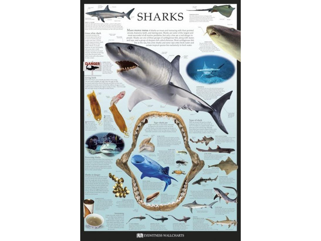Sharks - Dorling Kindersley Poster Print (22 x 34)