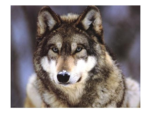 Grey Wolf Poster Print (20 x 16)