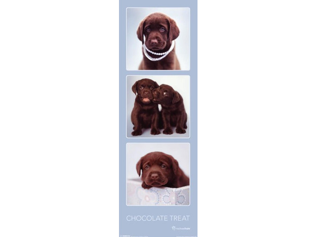 Chocolate Treat Puppy - Rachael Hale Poster Print (12 x 36)