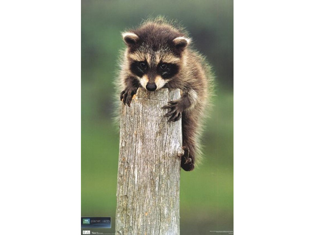 Planet Earth - Racoon Poster Print (24 x 36)