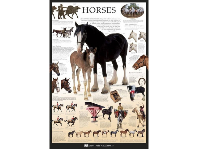 Horses - Dorling Kindersley Eyewitness Wallcharts Poster Print (22 x 34)