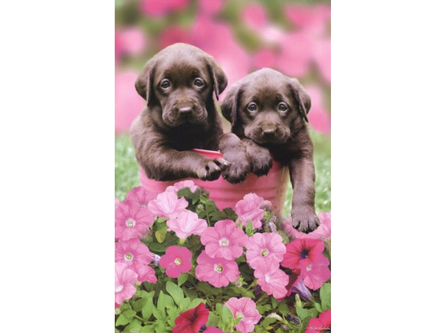 Labs Poster Print by Keith Kimberlin Poster Print (24 x 36)