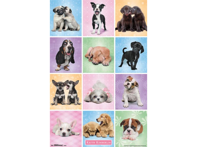 Puppies - Cuties Poster Print (22 X 34)