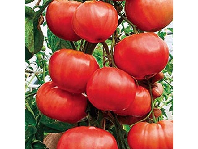 Gardener's Choice Giant Tree Tomato - Includes 6 Pre-Seeded Pots