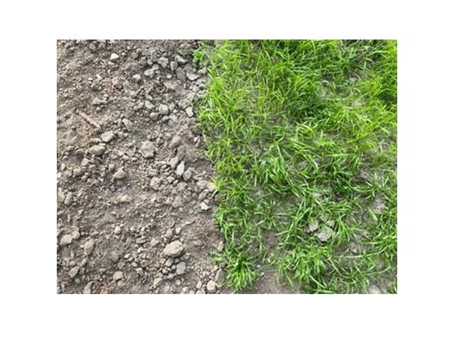 Shade Master Lawn Grass Seed, 1 lb.