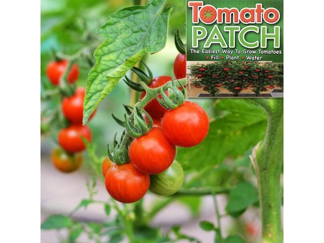 Tomato Patch Indoor Gardening System