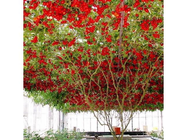 Gardener's Choice Giant Tree Tomato - Includes 6 Pre-Seeded Pots